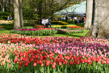 Lisse, Amsterdam, April 2022. The colorful flower beds and tourists at the Keukenhof.