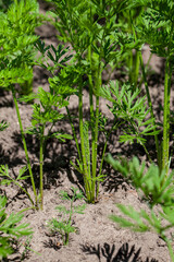 agricultural field where carrots are grown