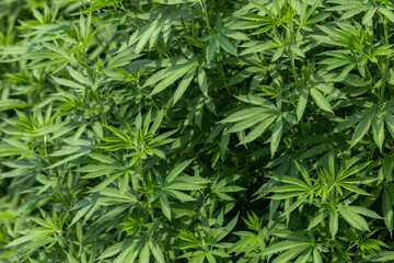 Marijuana or Cannabis Leaf background, Growing organic cannabis background herb on the farm, Cannabis leaves of a plant.
