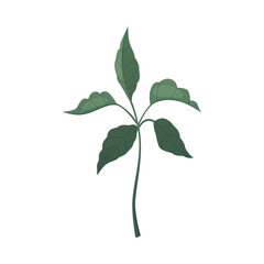Cartoon Coffee Sprout