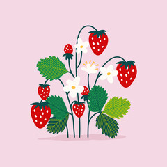 Strawberry plant with red strawberries, flowers and green leaves. Vector illustration.