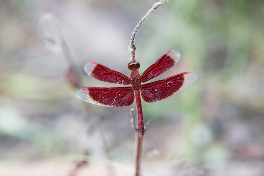 Red dragonfly perching on tree branch