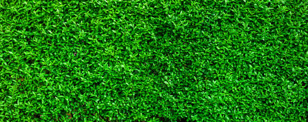 Green leaves Privet hedge Ligustrum vulgare background. Liguster texture panoramic Web banner...