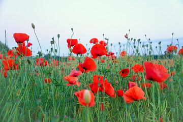 The corn poppy shines in a red blaze of color. The delicate flowers in the cornfield.
