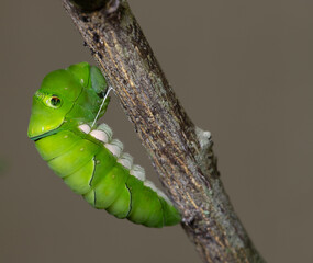 Chinese Swallowtail Caterpillar Getting Ready to Pupate
