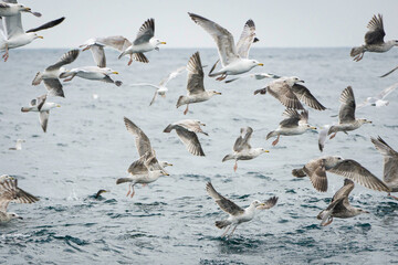 Jour de chasse pour les goélands