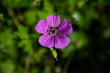 Fototapeta premium Purple hardy geranium flowers
