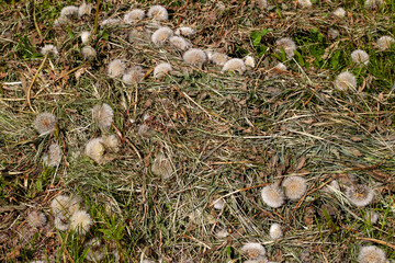 sluggish and dried grass during the harvesting of hay for agriculture