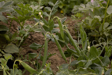 plants in the garden