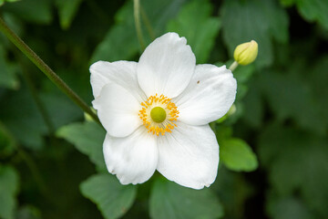 White Snowdrop Anemone flower
