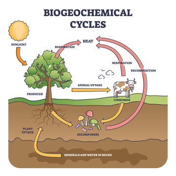 Biogeochemical cycles as natural substance circulation pathway outline diagram. Labeled educational process structure with producer, consumer and decomposers as essential elements vector illustration.