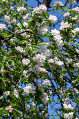 a beautiful apple tree during blooming with white flowers
