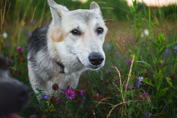 Mongrel dog standing in a field