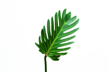 Beautiful Tropical leaf isolated on white background, Flat lay.