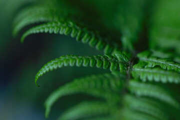 dark green background with fern out of focus. space for copy. nature and forest.