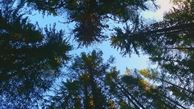 Spinning view to the treetops. Sunshine through the spring tree branches.
