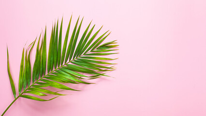 top view of tropical palm leaf on pink color background. minimal summer concept, flat lay, copy...