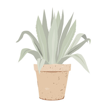 Blue Agave in a stylish old flower pot, flat vector illustration. Potted Meditteranean garden plant