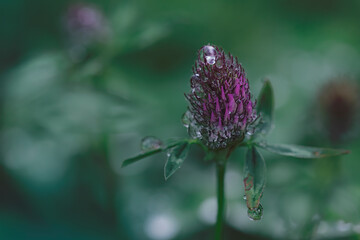 trifolium in meadow after rain with water droplets on its flowers. dark tones. flower background with space for copy. seasonal.