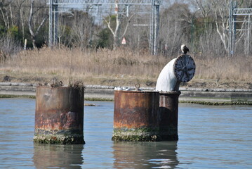 Quello che non serve all'uomo lo usa la natura