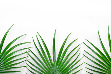 Mockup with green palm leaves on white background with copy space. Minimal flat lay