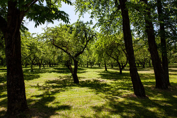 deciduous trees growing in the park in the sunny summer