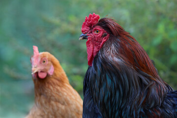 Red rooster with brown chicken on green background