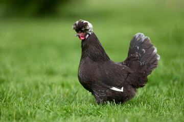 Black Poland chicken with white crest in garden