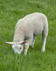 Obraz na płótnie Canvas Cute white lamb grazing in meadow