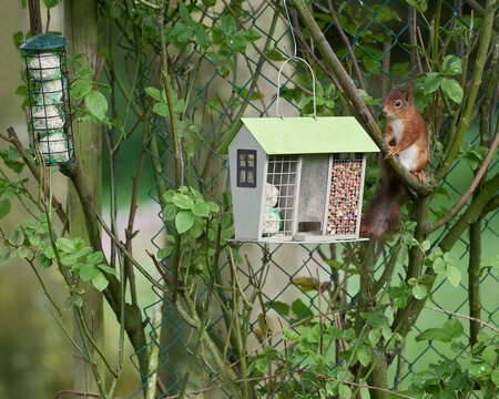 Red brown squirrel eating in bird feeder house