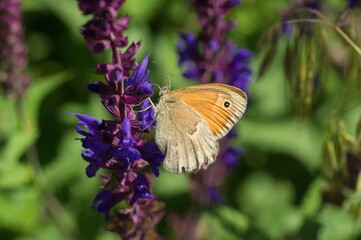 Obraz premium Lonely meadow brown (Maniola jurtina) butterfly sucking nectar on a wild sage flower at late spring season