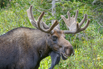 Naklejka na ściany i meble Bull Moose in the Colorado Rocky Mountains
