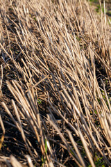 straw and stubble remaining after the harvest of cereals