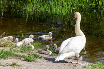 Family of swans: mother and young chicks on the shore of a reservoir on a warm spring day