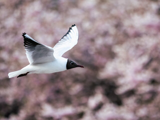 seagull in flight
