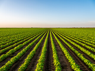 View of soybean farm agricultural field against sky - obrazy, fototapety, plakaty