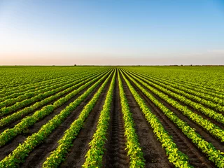 Foto op Aluminium View of soybean farm agricultural field against sky © oticki