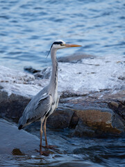 grey heron ardea cinerea