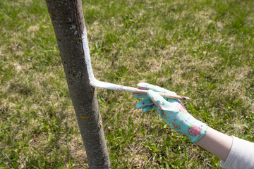 Apple tree trunk, protection against pests and diseases, chalk whitewashing. Applying whitewash to wood. Spring preventive work in the garden.