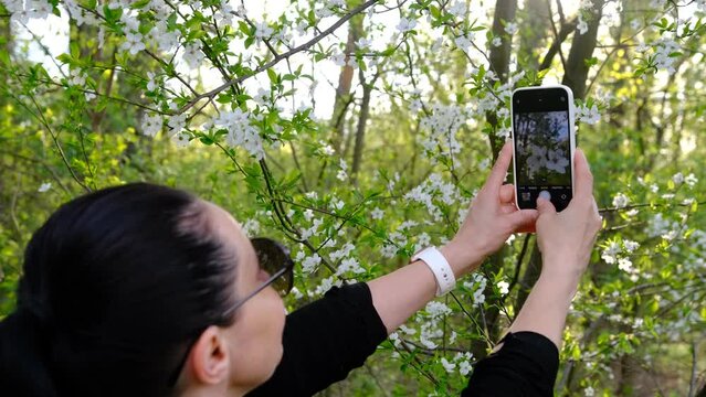 A woman is making a photo of a blossoming tree on the phone. spring fruit trees with wonderful flowers.