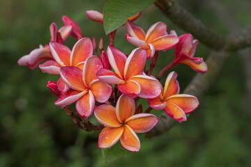 Closeup view of bright and colorful orange yellow and red pink frangipani or plumeria cluster of flowers in tropical garden after rain isolated outdoors on natural background