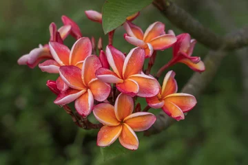Tuinposter Closeup view of bright and colorful orange yellow and red pink frangipani or plumeria cluster of flowers in tropical garden after rain isolated outdoors on natural background © Cyril Redor