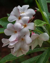 Keuken spatwand met foto Closeup view of delicate white and pink plumeria or frangipani cluster of flowers in outdoors tropical garden isolated on natural background after rain © Cyril Redor