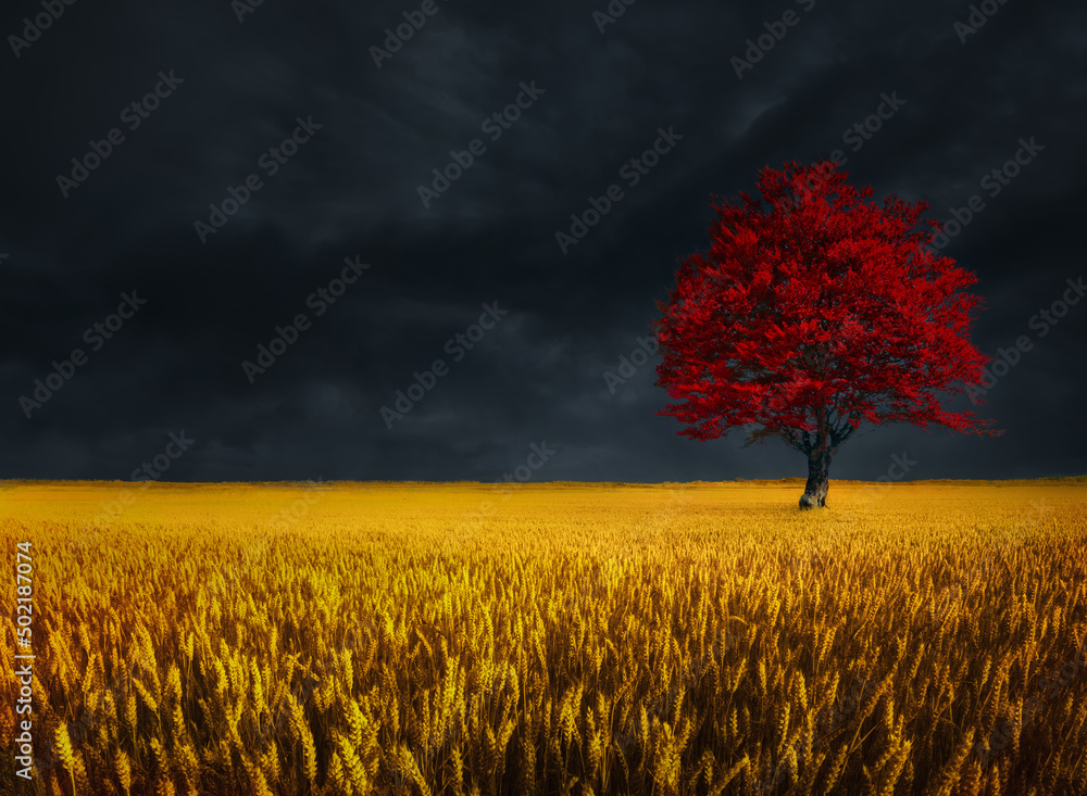 Sticker Amazing landscape of lonely tree in autumn on wheat field against stormy clouds