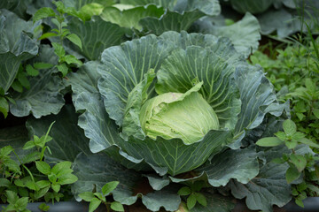 Naklejka premium green cabbage field on a rural hillside