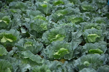 green cabbage field on a rural hillside