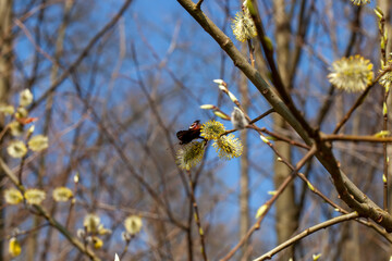 a willow tree blooming in the spring season