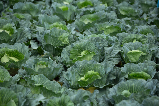 Green Cabbage Field On A Rural Hillside