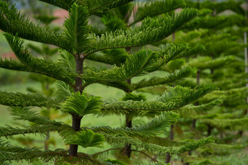 Norfolk Island pine (Araucaria heterophylla) green leaves background.