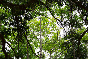 Under looking view on tree leaves, Under view on the green leaves background